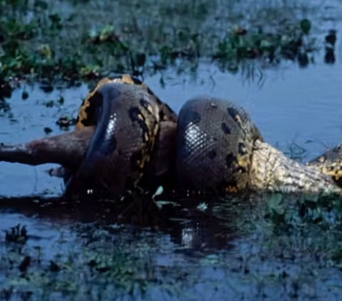 Scientists Discover Anaconda Known as the Most Sacred Largest Snake in the World