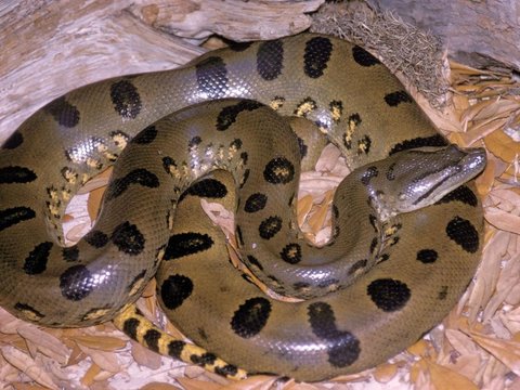 Scientists Discover Anaconda Known as the Most Sacred Largest Snake in the World