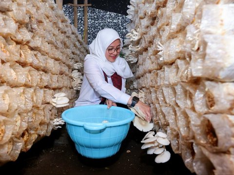 Potret Budi Daya Jamur Terbesar di Jatim, Warga Banyuwangi Hasilkan Omzet Ratusan Juta per Bulan