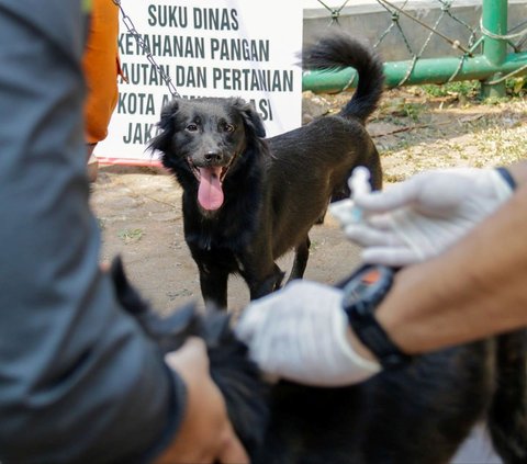 Bocah 12 Tahun di TTS NTT Tewas Akibat Digigit Anjing Rabies