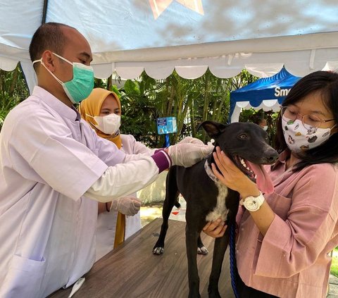 Bocah 12 Tahun di TTS NTT Tewas Akibat Digigit Anjing Rabies