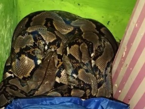 Tense Moments as Residents Find a Python Snake in the House, Hiding Behind the Wardrobe