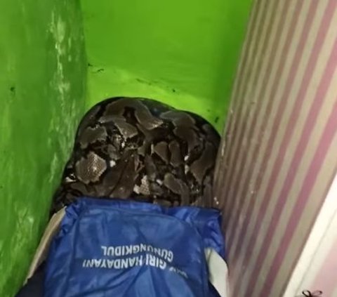 Tense Moments as Residents Find a Python Snake in the House, Hiding Behind the Wardrobe