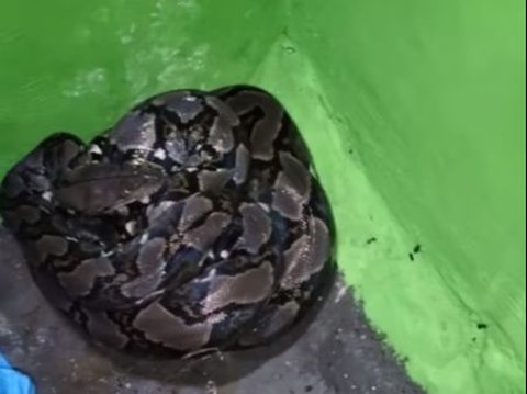 Tense Moments as Residents Find a Python Snake in the House, Hiding Behind the Wardrobe