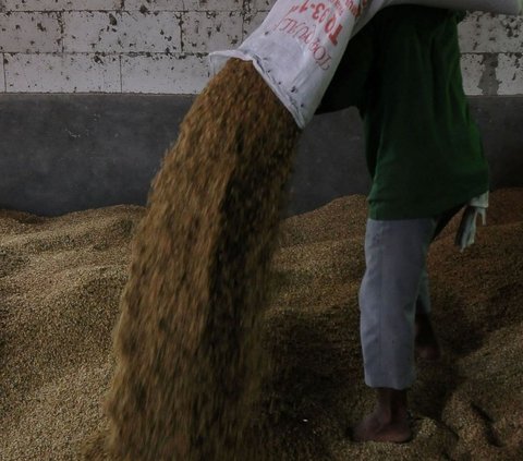 Jelang Panen Raya, Harga Beras Hanya Turun Rp200 Per Kg