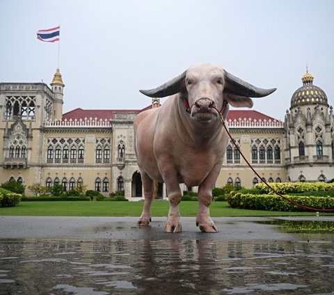 Seekor kerbau putih atau kerbau bule bernama Ko Muang Phet menjadi tamu tak biasa untuk Perdana Menteri (PM) Thailand Srettha Thavisin di Gedung Pemerintah, Bangkok, Thailand, pada 20 Maret 2024. Kerbau bertubuh besar, yang terkenal di kalangan peternak, menjadi populer karena harganya yang fantastis. Lillian Suwanrumpha/AFP