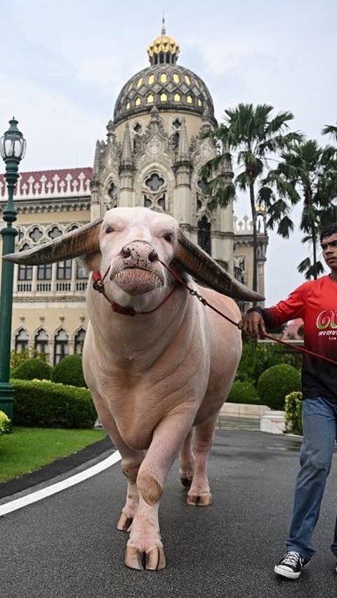 Kerbau bule Ko Muang Phet baru-baru ini terjual dengan harga USD500 ribu, atau sekitar Rp7, 873 miliar. Lillian Suwanrumpha/AFP