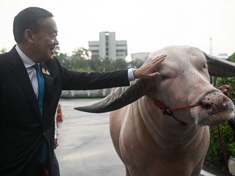 FOTO: Penampakan Kerbau Bule Senilai Rp7,8 Miliar Jadi Tamu Tak Biasa untuk PM Thailand