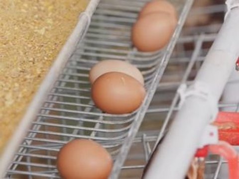 Masih Berseragam Loreng, Momen Bahagia Panglima TNI Panen Telur Ayam, Sang Putra Langsung Bereaksi