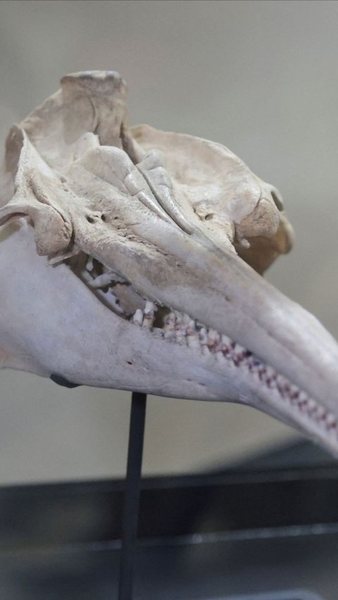 Ahli paleontologi Rodolfo Salas mengatakan tengkorak itu milik lumba-lumba terbesar yang diketahui menghuni perairan Amerika Selatan yang mempunyai ukuran panjang 3 hingga 3,5 meter. Foto: REUTERS / Sebastian Castaneda<br>