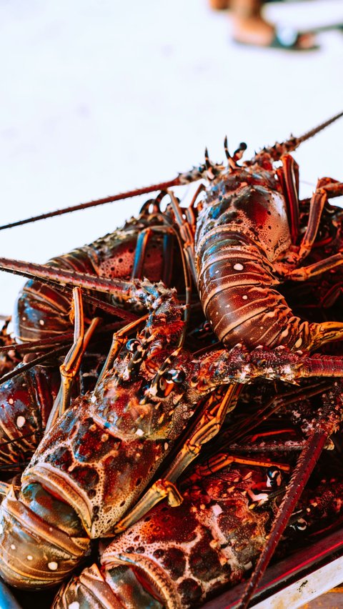 Lobster adalah hewan laut yang umum dikonsumsi oleh orang-orang dari seluruh penjuru dunia. Dagingnya yang lembut dan rasanya yang enak membuat olahan lobster tak pernah sepi peminat. Saking populernya, sangat mudah untuk mencari penjual olahan lobster di berbagai tempat.