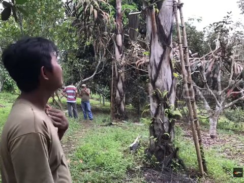 Pensiunan Aparat Asal Muara Jambi Ini Berkebun Aren dengan Omzet Miliaran, Kalahkan Kelapa Sawit