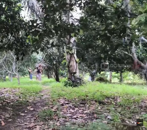 Pensiunan Aparat Asal Muara Jambi Ini Berkebun Aren dengan Omzet Miliaran, Kalahkan Kelapa Sawit