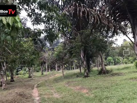 Pensiunan Aparat Asal Muara Jambi Ini Berkebun Aren dengan Omzet Miliaran, Kalahkan Kelapa Sawit