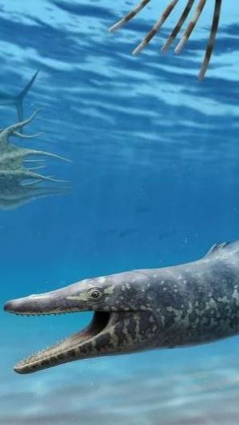 Para Ahli Sepakat Dinocephalosaurus Adalah Reptil Laut, Bahkan Berkembang Biak di Air