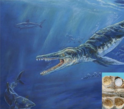 Para Ahli Sepakat Dinocephalosaurus Adalah Reptil Laut, Bahkan Berkembang Biak di Air
