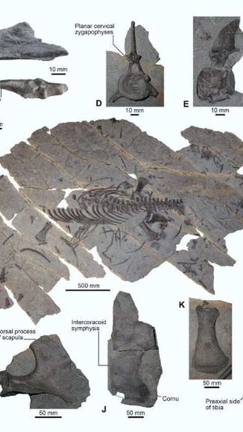 Fosil Franconiasaurus Brevispinus