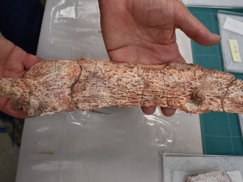 Ilmuwan Temukan Fosil Nenek Moyang Buaya Berusia 215 Juta Tahun, Hidup Jauh Sebelum Dinosaurus