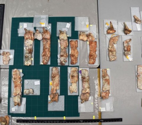 Ilmuwan Temukan Fosil Nenek Moyang Buaya Berusia 215 Juta Tahun, Hidup Jauh Sebelum Dinosaurus