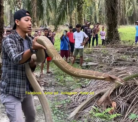 Tense! Moment of Capturing the Monster King Cobra Snake in the Palm Oil Plantation, Its Hissing Sound is Terrifying