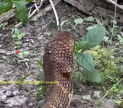 Tense! Moment of Capturing the Monster King Cobra Snake in the Palm Oil Plantation, Its Hissing Sound is Terrifying