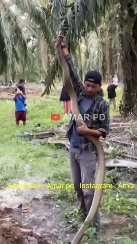 Tense! Moment of Capturing the King Cobra Monster in the Palm Oil Plantation, Its Roar is Terrifying.