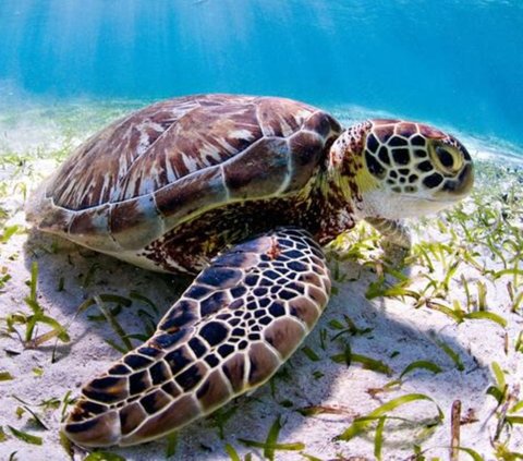 9 People Dead And 78 Hospitalized After Eating Sea Turtle Meat In ...