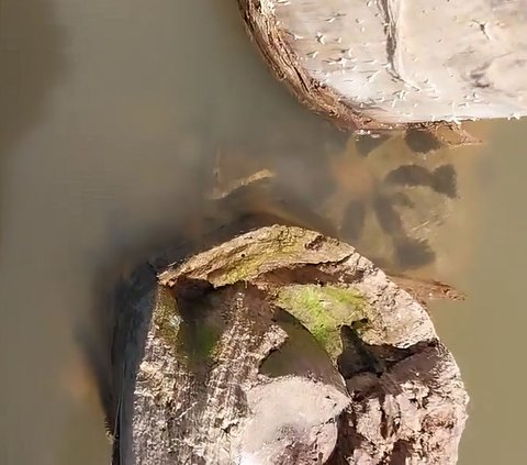 Enjoy Watching Anaconda Relaxing in the Water, Guide is Shocked When Suddenly the Snake's Head Emerges, the Ending is Surprising