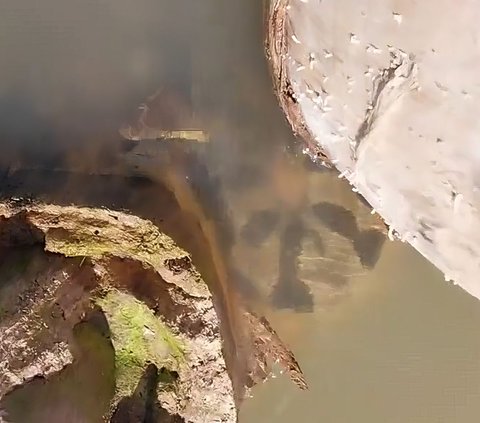 Enjoy Watching Anaconda Relaxing in the Water, Guide is Shocked When Suddenly the Snake's Head Emerges, the Ending is Surprising