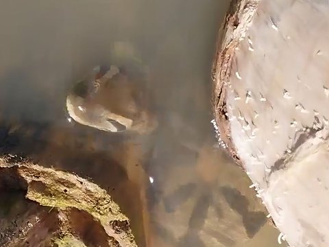 Enjoy Watching Anaconda Relaxing in the Water, Guide is Shocked When Suddenly the Snake's Head Emerges, the Ending is Surprising