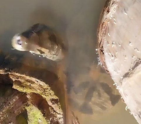 Enjoy Watching Anaconda Relaxing in the Water, Guide is Shocked When Suddenly the Snake's Head Emerges, the Ending is Surprising