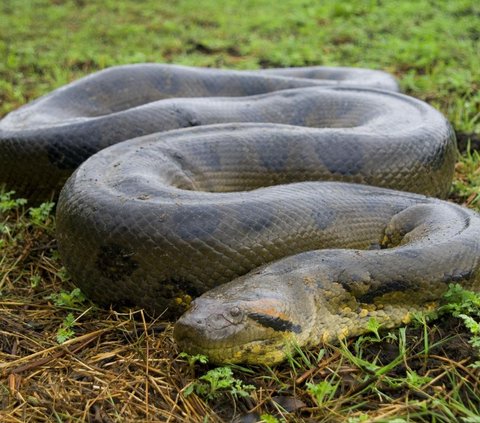 Enjoy Watching Anaconda Relaxing in the Water, Guide is Shocked When Suddenly the Snake's Head Emerges, the Ending is Surprising