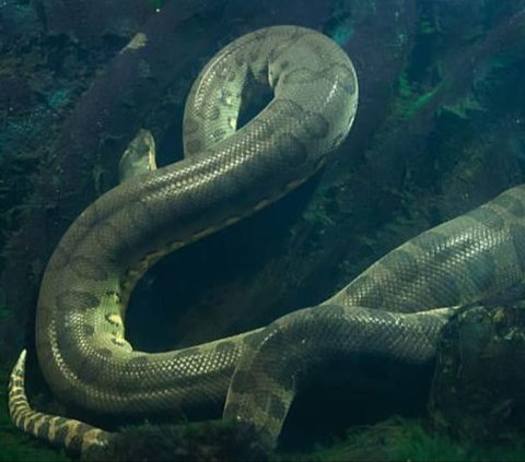 Enjoy Watching Anaconda Relaxing in the Water, Guide is Shocked When Suddenly the Snake's Head Emerges, the Ending is Surprising