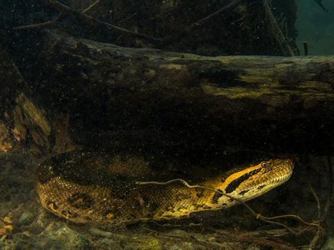 Enjoy Watching Anaconda Relaxing in the Water, Guide is Shocked When Suddenly the Snake's Head Emerges, the Ending is Surprising