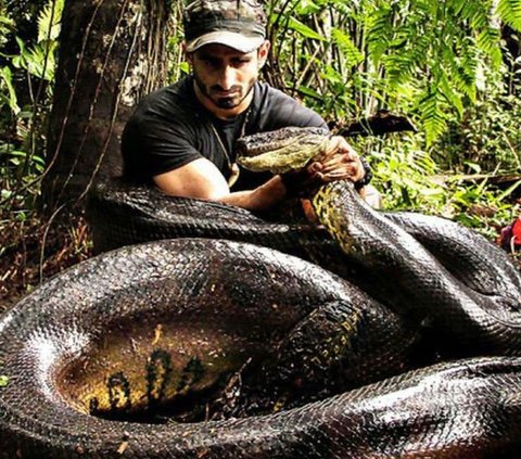 Enjoy Watching Anaconda Relaxing in the Water, Guide is Shocked When Suddenly the Snake's Head Emerges, the Ending is Surprising