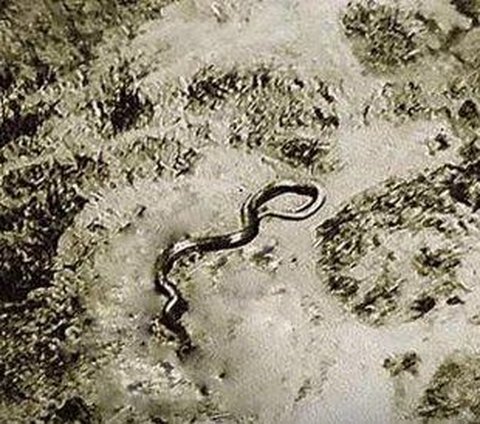 Make Chills! Testimony of People who Claim to Have Seen a Legendary Snake Sized 15 Meters Monster in Congo
