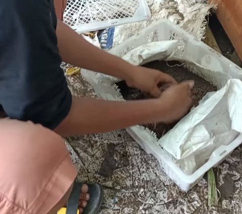 Berawal dari Hobi Mancing, Pria Mantan Karyawan Ini Iseng Ternak dan Jual Beli Cacing di Gowa, Kini Sukses