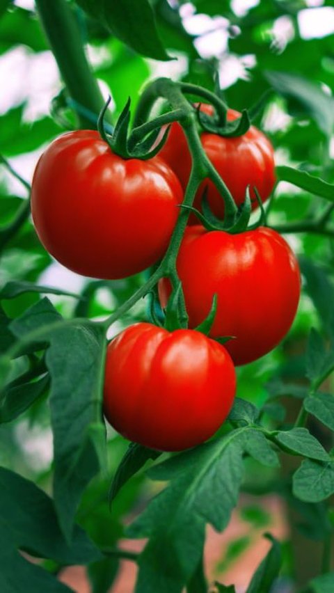 <b>Banyak Dijual di Pasar, Benarkah Tomat Bisa Bantu Jaga Kadar Gula Darah?</b>