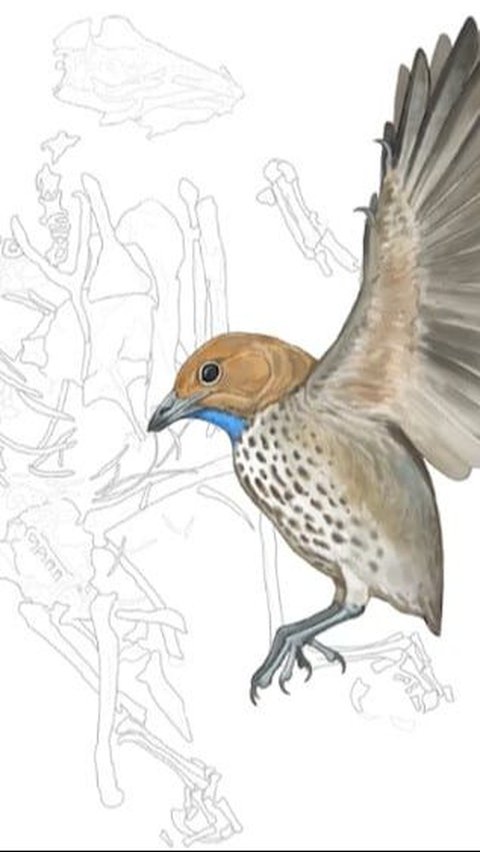 Appearance of New and Strange Prehistoric Bird Found in China with Toothless Beak