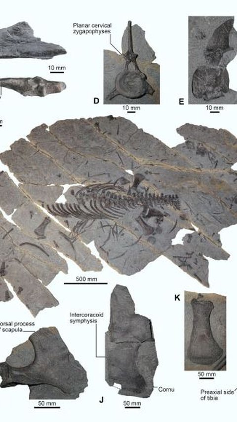 Sensational Discovery of New Plesiosaurus Species in Germany, Research Conducted