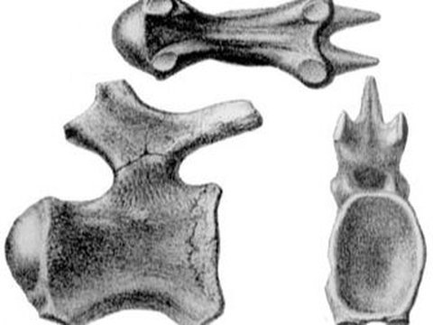 Discovery of Fossil Jiangxititan Ganzhouensis\u00a0