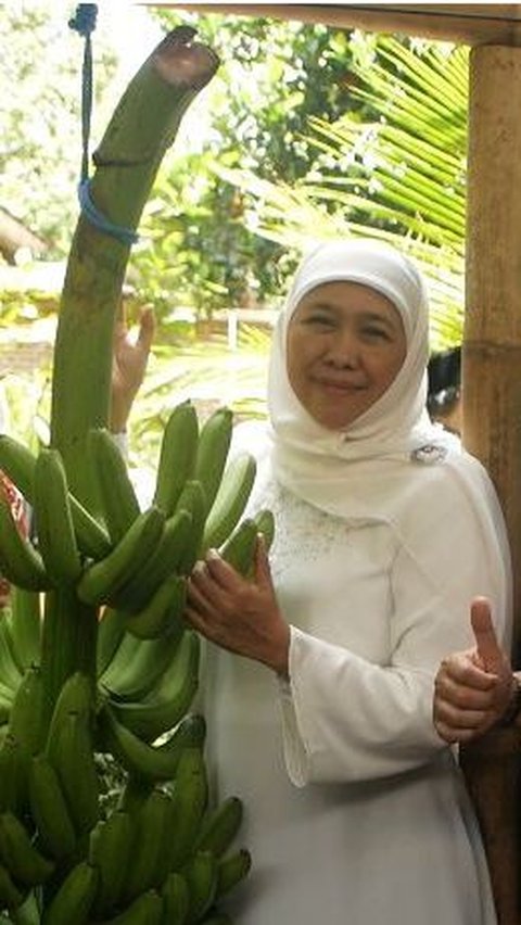 Sambil Panen Pisang, Khofifah Minta Restu Warga Lumajang untuk Maju Pilgub Jatim