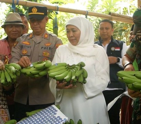 Sambil Panen Pisang, Khofifah Minta Restu Warga Lumajang untuk Maju Pilgub Jatim