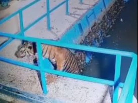 Viral Moment of Tiger Swimming in Pasaman Barat Dam, Residents are Asked to be Cautious