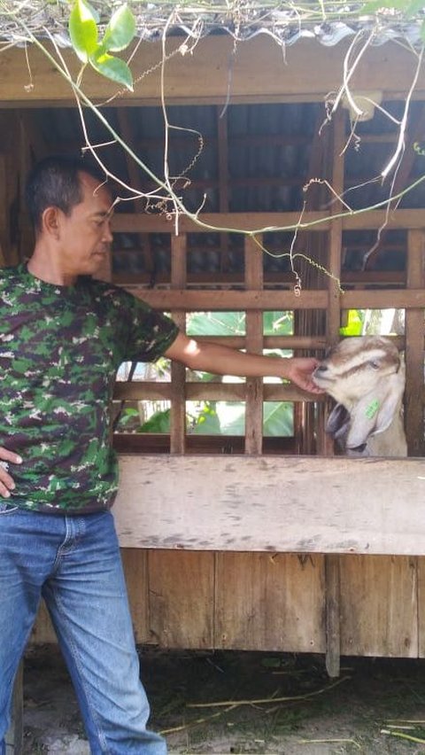 Berawal dari Kena PHK, Pria Ini Kembangkan Metode Efisien Beternak Kambing Tanpa Harus “Ngarit”