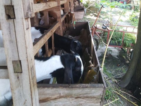 Berawal dari Kena PHK, Pria Ini Kembangkan Metode Efisien Beternak Kambing Tanpa Harus “Ngarit”