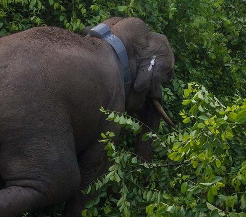 Detik-Detik Warga Pelalawan Diserang Gajah Sumatera, Punggung Robek hingga Dilarikan ke RS
