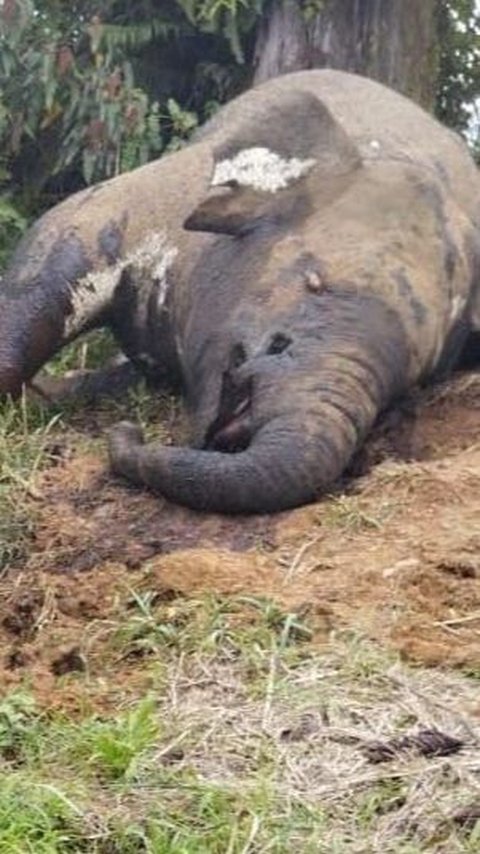 Gajah Sumatera Mati di Aceh Utara, Gadingnya Hilang