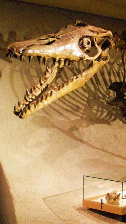Pendapat Para Ahli Paleontologi Tentang Mosasaurus