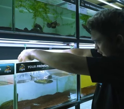 Mahasiswa Ini Nekat Jual Handphone untuk Bisnis Ikan Cana, Mengejutkan Kini Punya Ruko dan Hasilkan Puluhan Juta